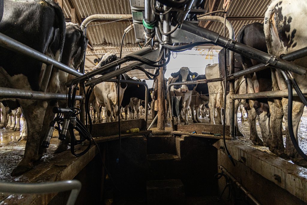 The Santa Fe province of Argentina is one of three main sectors responsible for dairy production in the country of more than 1.5 million dairy cows. This small dairy farm holds 280 cows  some for milking, some pregnant mothers, some calves  as well as a variety of other animals including pigs, hens, roosters and a few horses. 

Workers keep calves in separate areas from their mothers likely depending on age, with younger animals kept chained to individual bucket feeding stations, which were mostly empty, and others in small metal cages. Almost all of the calves show signs of diarrhea, respiratory issues and lethargy from dehydration. The milking process of the adult dairy cows was efficient, but without concern for sanitation as cow feces and mud covered the ground and feces often fell from the tails of cows being milked. The internal organs and other parts of a freshly slaughtered pig had been tossed into a wheelbarrow outside a shed adjacent to the milking area.