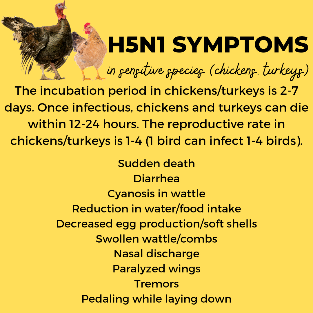 View of Avian Influenza Alert: Understanding the Risks and Taking Action ...