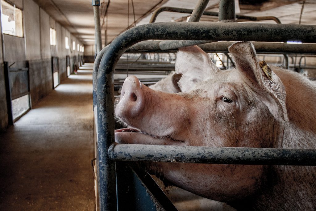 A sow looks out from a gestation crate an an industrial pig farm. Chile, 2011. Gabriela Penela / We Animals