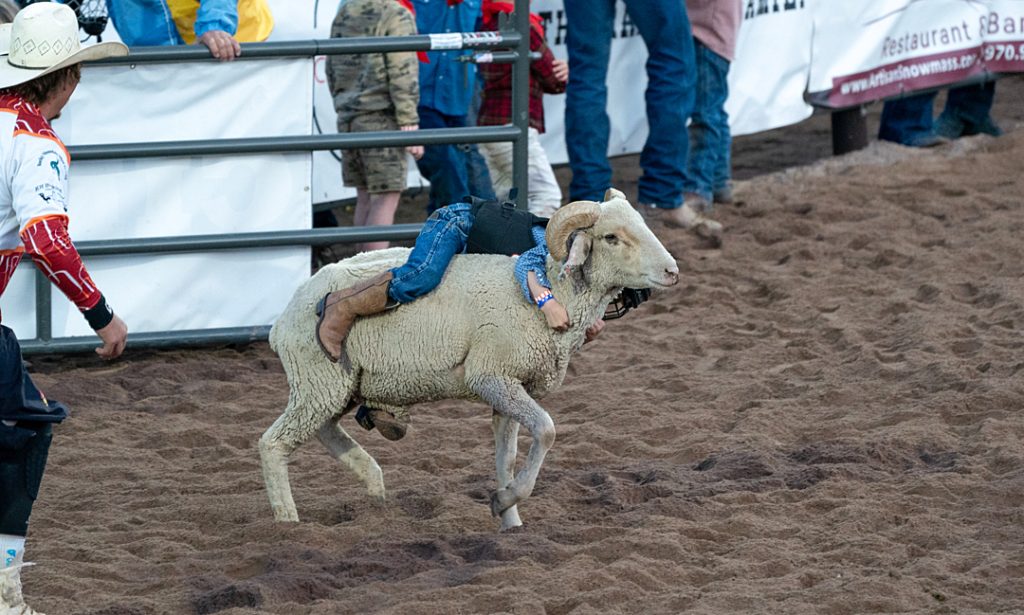 Billed as the states longest-running rodeo, the Snowmass Rodeo takes place weekly from mid-June to mid-August in Snowmass Village, Colorado, USA. The event includes saddle bronc riding, bull riding, team roping, barrel racing, and activities like the calf scramble, where youth chase calves en masse, attempting to halter and lead them or grab ribbons tied to their tails, and mutton busting, where children attempt to ride a sheep for eight seconds. Animals used in the rodeo are transported from neighbouring cities and towns.

Few laws protect animals forced to perform in US rodeos. The federal Animal Welfare Act, the countrys primary legislation regulating the treatment of animals in research and exhibition, exempts rodeos from its animal protection provisions.

While some jurisdictions have narrowed prohibitions on specific rodeo events, others, such as several in California, have banned rodeos entirely, with Los Angeles proposing a similar ban in 2023. However, events such as horse tripping are prohibited in only 13 states across the country as of 2018. Rhode Island is the only state to ban the traditional calf and steer tie-down roping event, which animal advocates criticize as especially cruel.

Despite hundreds of rodeos occurring annually across North America, rodeo supporters argue that changing laws and ordinances affecting rodeos threatens their cultures survival.